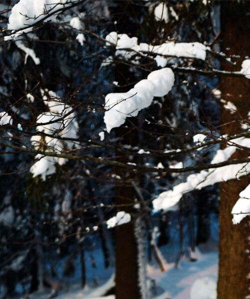 winter forest and branches covered in snow oslo norway