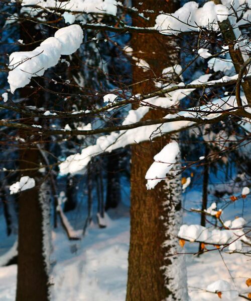 winter forest norway oslo